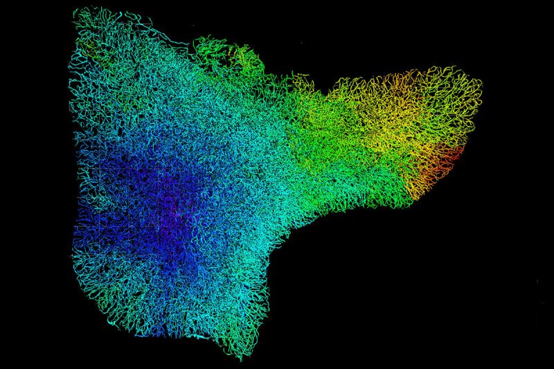 Three-dimensional reconstruction of the blood vessels in a mouse thymus using light-sheet fluorescent microscopy