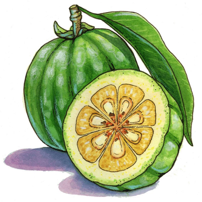 Garcinia cambogia