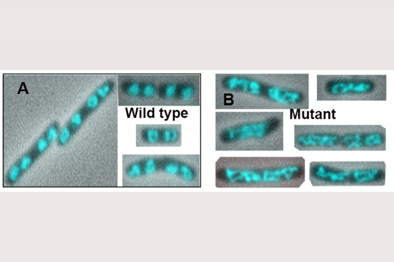 Fig. 7. Disruption of the MukB-Topo IV Interaction in vivo decondenses the nucleoids.  The wild-type and mukBtriple mutant strains were grown to mid-log phase in LB medium, stained with DAPI (cells were not fixed), spread on polylysine-coated slides, and imaged by wide-field fluorescence and phase contrast with a 100X objective.  A. Wild type.  B. Mutant. 
