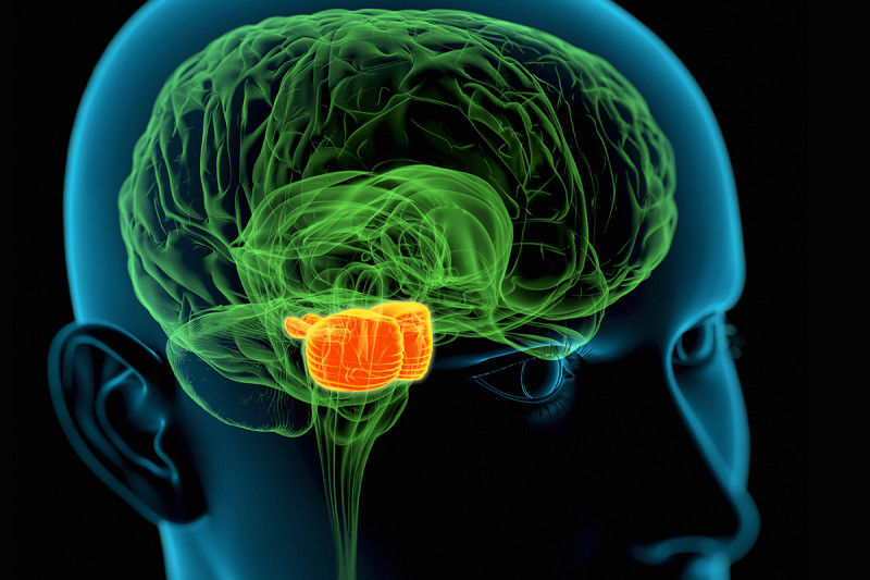 Illustration of brain in green with pons area highlighted in orange.