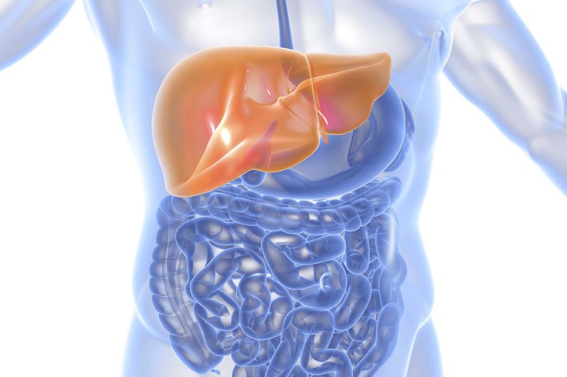 Illustration of liver inside human torso with other organs (intestines) also visible.