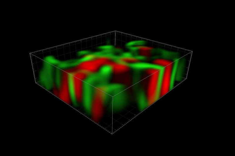 3D organelle