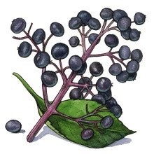 Elderberry