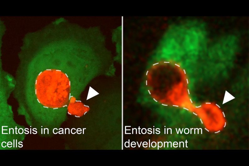 Microscopic image of cancer cells and C. elegans cells undergoing entosis.