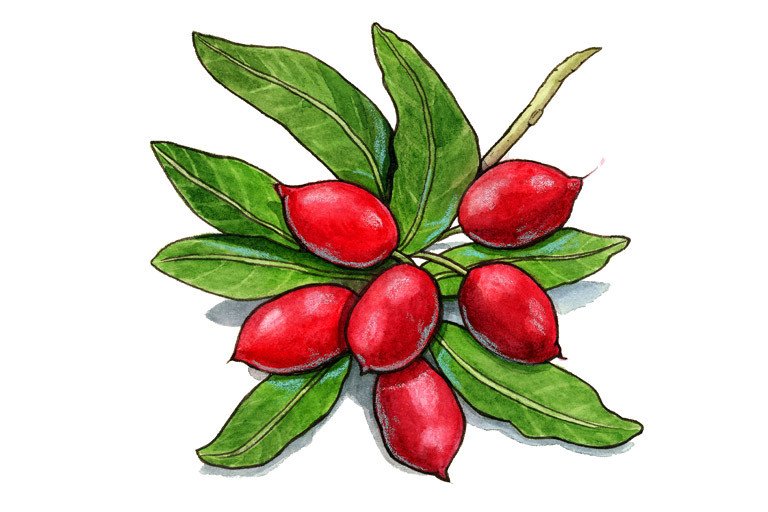 Synsepalum dulcificum