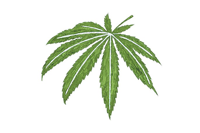 Cannabis leaf