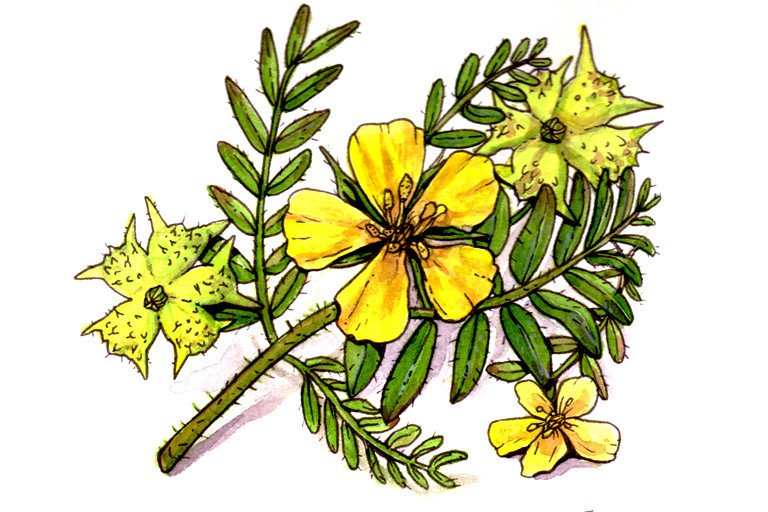 Tribulus terrestris