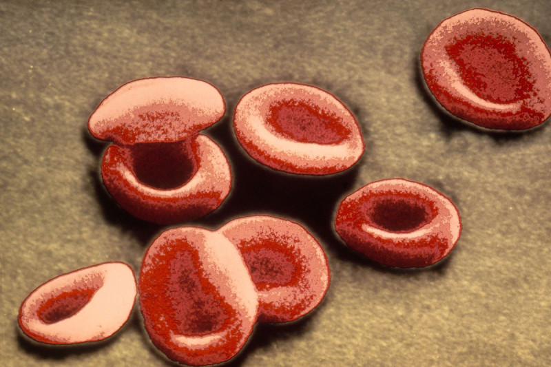 Red blood cells