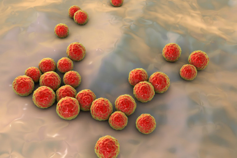Illustration of Enterococcus