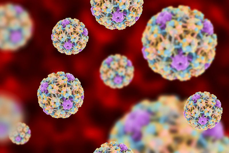 The human papillomavirus (HPV)