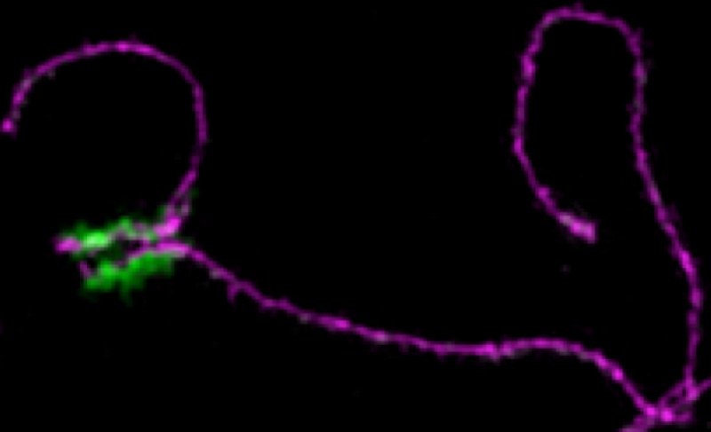 X and Y chromosomes in mice