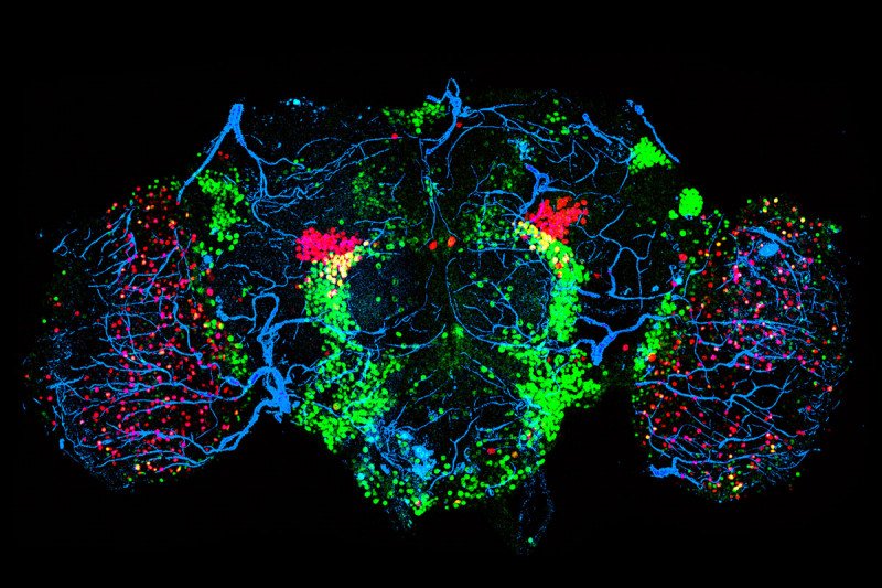 Confocal microscopy image of a female fruit fly brain.