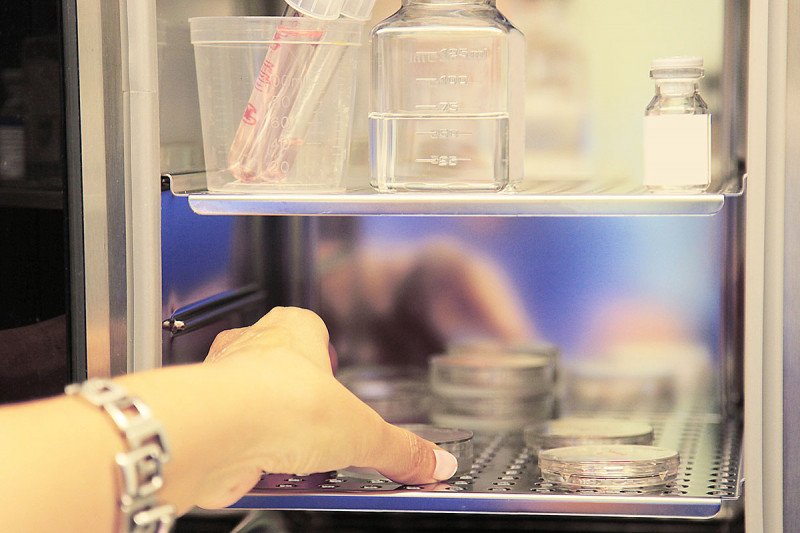 Cultures being placed on tray