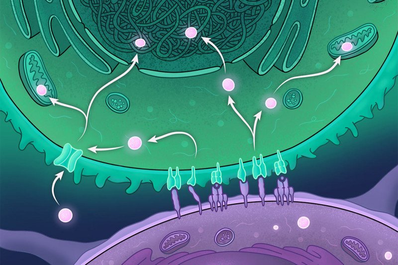 Molecular regulation of immune metabolism