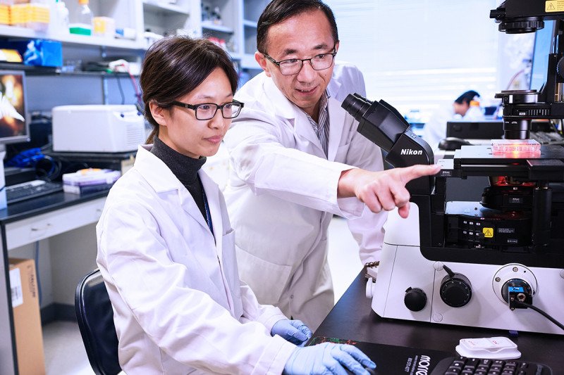 SKI cell biologists Junmei Yi and Xuejun Jiang