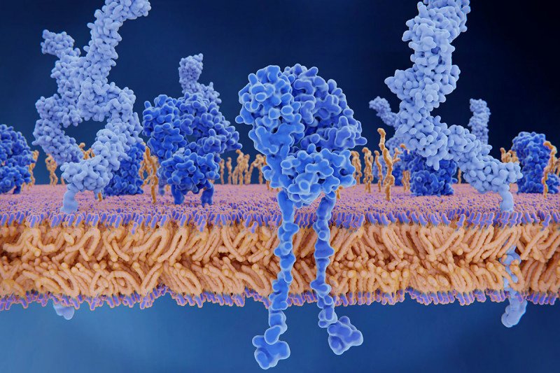 CD4+ T cell