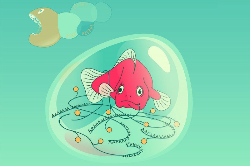 Illustration of a fish inside a bubble-like structure. The fish has strands of genetic material coming from its mouth. Outside the bubble is a worm-like creature with an open mouth, ready to gobble up the fish.