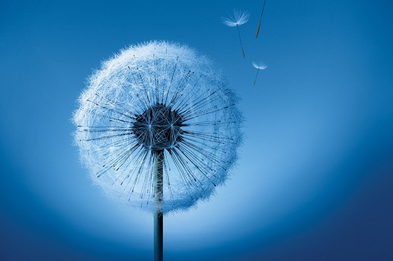 Dandelion