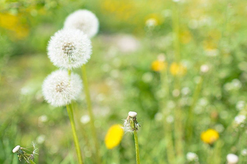 a picture of dandelion weeds
