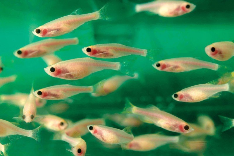 Zebrafish