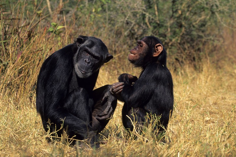 Two chimpanzees in a field