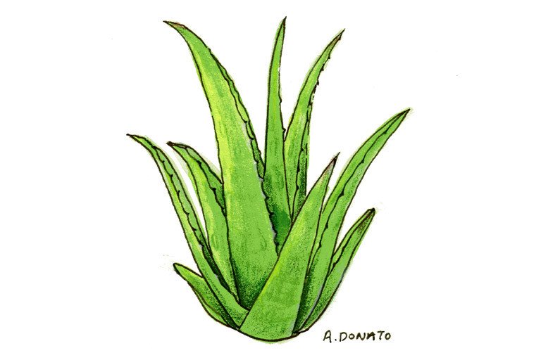 Aloe injekcióként prosztatagyulladásból