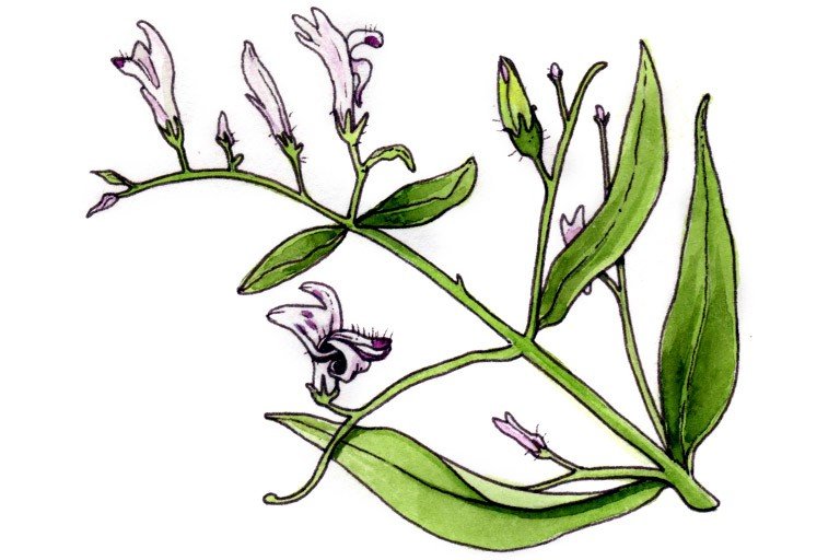 Andrographis