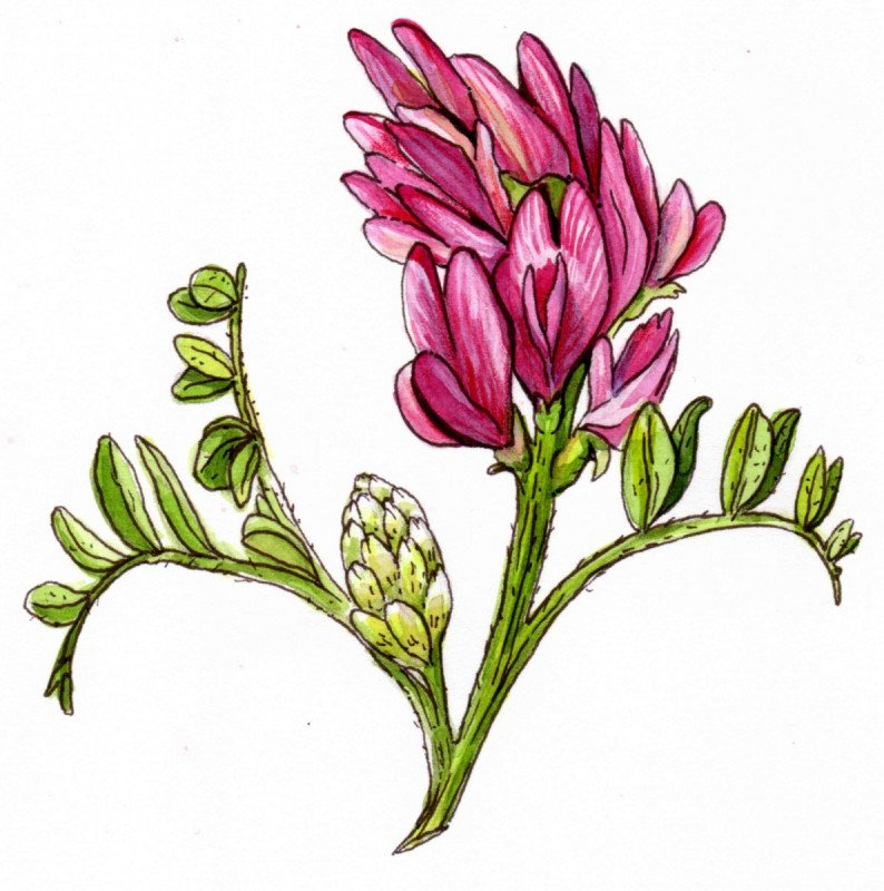 Astragalus