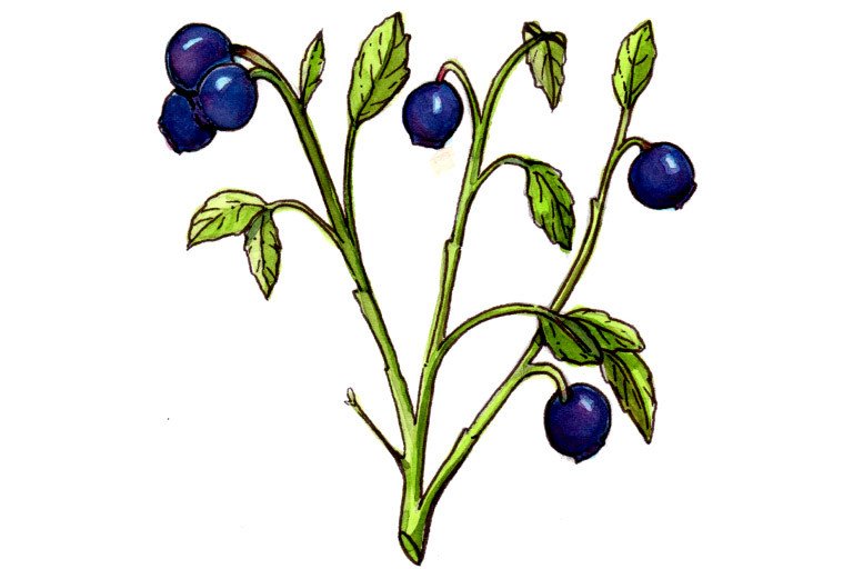 Bilberry Fruit