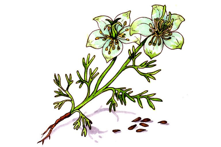 Nigelle sativa