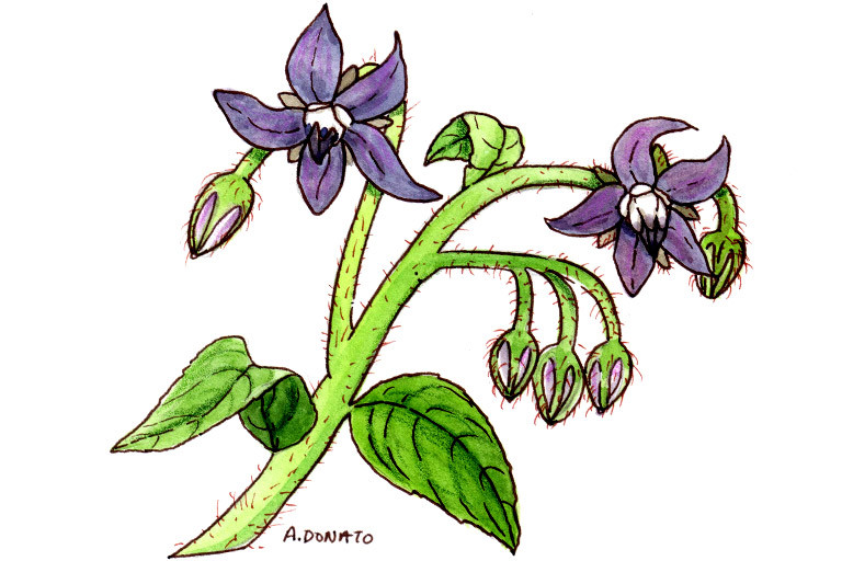 Borage