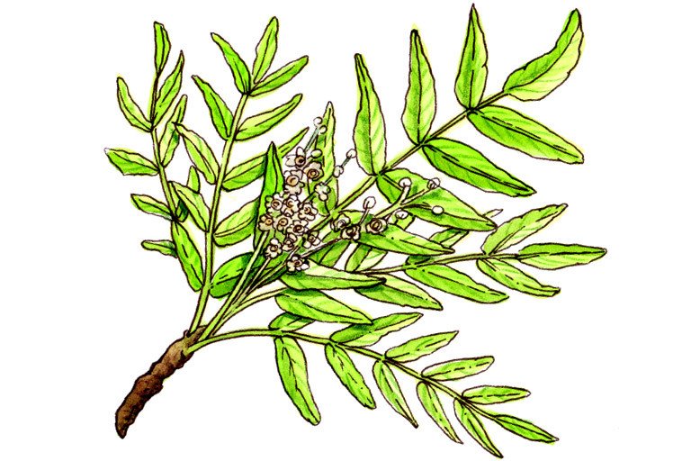 Boswellia