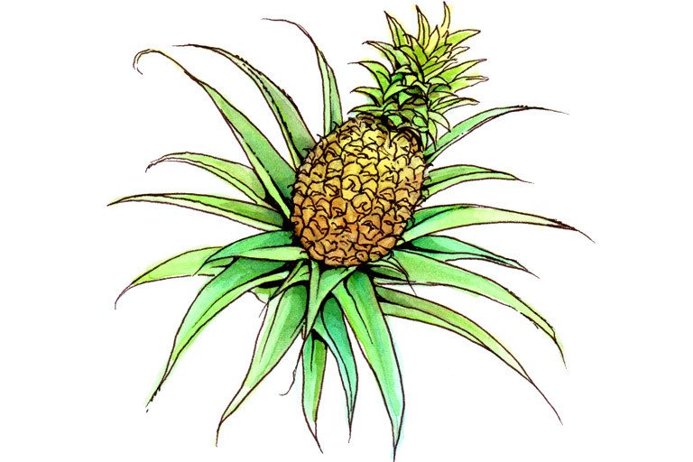 Bromelase et cancer