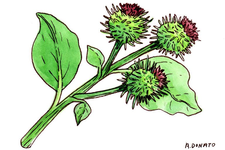 Burdock