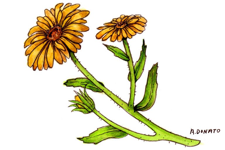 Calendula Flower, Benefits & More