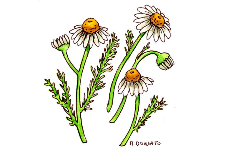 Chamomile