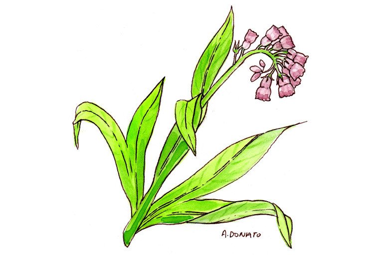 Comfrey