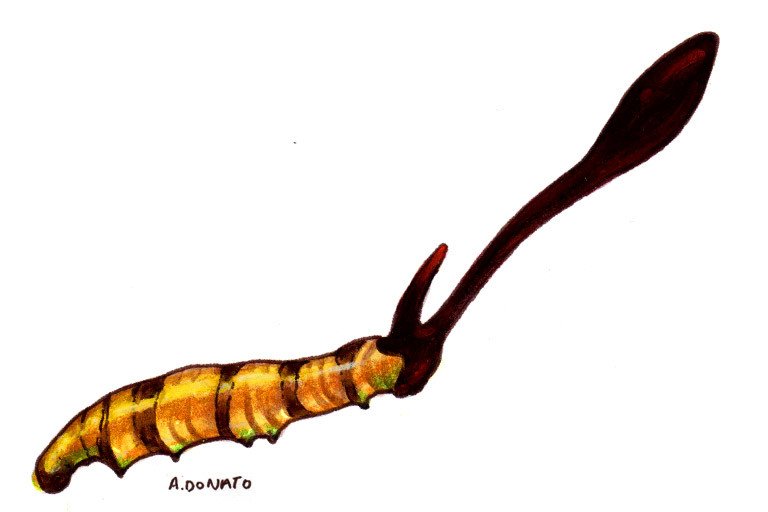 Cordyceps