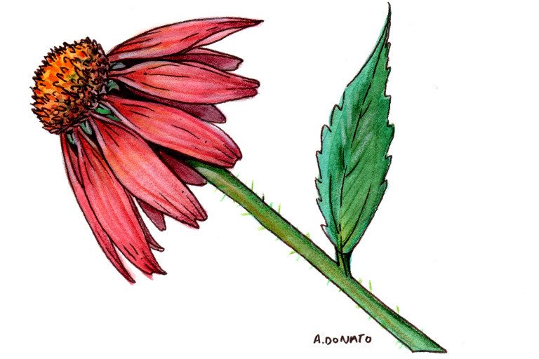 Echinacea 