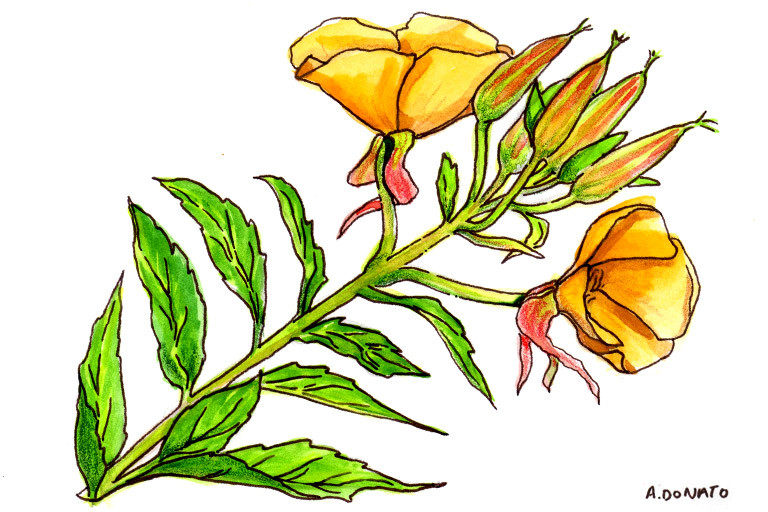 Evening Primrose Oil