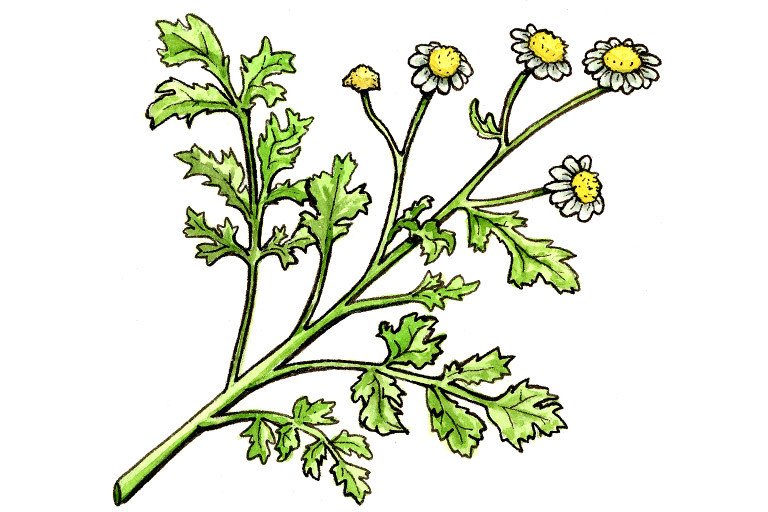 Feverfew