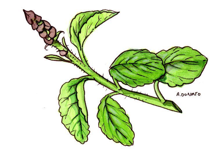 Forskolin