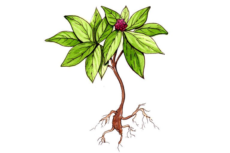 Ginseng (American)