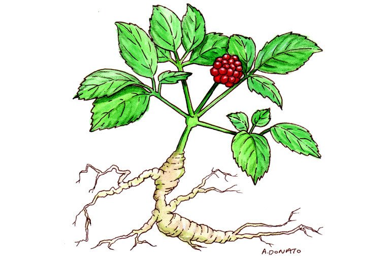 Ginseng (Asian)