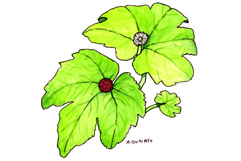 Goldenseal