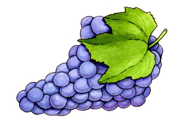 Grape Seed