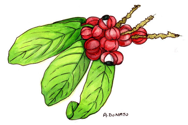 Guarana in traditional medicine