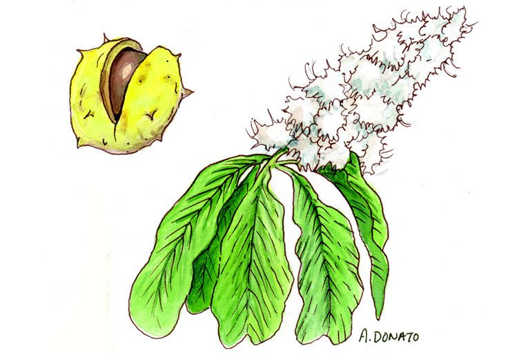 Horse Chestnut