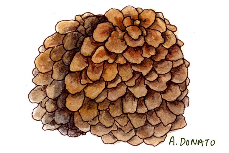 Maitake