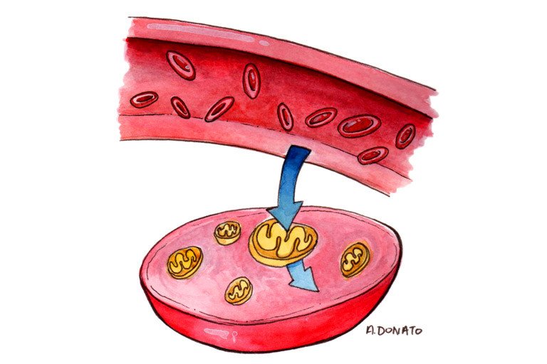 Metabolic Therapies